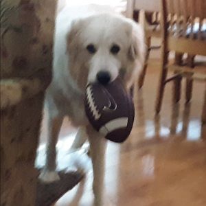 Meet your Posher, Paula